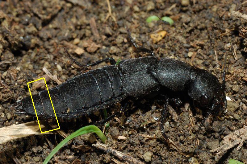 Ocypus (=Staphylinus) olens